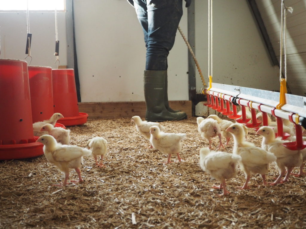 Organic Chicks roaming in the brooder arc at Springfield Poultry